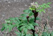 Wild Angelica - Angelica sylvestris L.