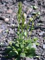Doldige Gänsekresse - Arabis ciliata Clairv.
