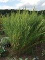 Estragon - Artemisia dracunculus L.