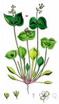 Gewöhnliches Tellerkraut - Claytonia perfoliata Willd. 