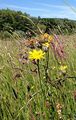 Wiesen-Pippau - Crepis biennis L.