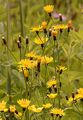 Sumpf-Pippau - Crepis paludosa (L.) Moench