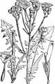 Löwenzahnblättriger Pippau - Crepis vesicaria L.
