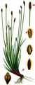 Many-Stalked Spike-Rush - Eleocharis multicaulis (Sm.) Desv.