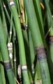 Rough Horsetail - Equisetum hyemale L.
