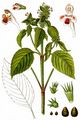 Bifid Hemp-Nettle - Galeopsis bifida Boenn.
