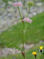 Alpen-Mutterwurz - Ligusticum mutellina (L.) Crantz