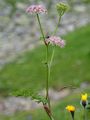 Alpine Lovage - Ligusticum mutellina (L.) Crantz