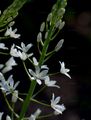 Pyrenäen-Milchstern - Ornithogalum pyrenaicum L.