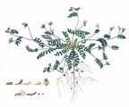 Bird's-Foot - Ornithopus perpusillus L.