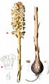 Knapweed Broomrape - Orobanche elatior Sutton
