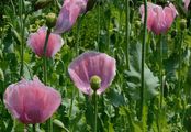Opium Poppy - Papaver somniferum L.