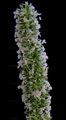 Sand Cat's-Tail - Phleum arenarium L.