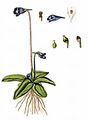 Gewöhnliches Fettkraut - Pinguicula vulgaris L.