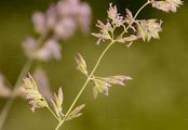 Broad-Leaved Meadow-Grass - Poa chaixii Vill. 