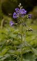Jacob's-Ladder - Polemonium caeruleum L.