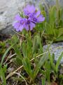 Klebrige Primel - Primula glutinosa Wulfen