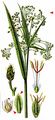 Wood Club-Rush - Scirpus sylvaticus L.