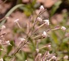 Italienisches Leimkraut - Silene italica (L.) Pers.