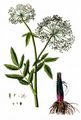 Greater Water-Parsnip - Sium latifolium L.