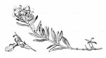 Berg-Gamander - Teucrium montanum L.