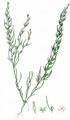 Alpen-Leinblatt - Thesium alpinum L.