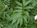 Schmalblättriger Arznei-Baldrian - Valeriana excelsa Poir.