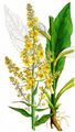 Mehlige Königskerze - Verbascum lychnitis L.
