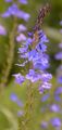 Large Speedwell - Veronica austriaca L.