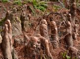 Taxodium distichum (Echte Sumpfzypresse)