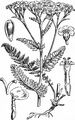 Gewöhnliche Schafgarbe - Achillea millefolium L.