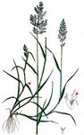 Weißes Straußgras - Agrostis stolonifera L. 