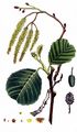 Alder - Alnus glutinosa (L.) Gaertn.