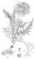 Musk Thistle - Carduus nutans L.
