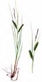 Schnabel-Segge - Carex rostrata Stokes