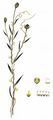 Flax Dodder - Cuscuta epilinum Weihe