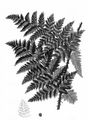 Broad Buckler-Fern - Dryopteris dilatata (Hoffm.) A. Gray