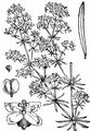 Echtes Labkraut - Galium verum L.