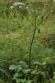 Hogweed - Heracleum sphondylium L.