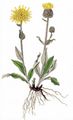 Zottiges Habichtskraut - Hieracium villosum Jacq.