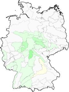 Cynoglossum germanicum