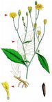 Gewöhnlicher Rainkohl - Lapsana communis L. 