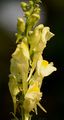Gewöhnliches Leinkraut - Linaria vulgaris Mill.