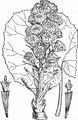 Butterbur - Petasites hybridus (L.) G. Gaertn. & al.