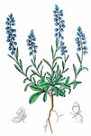 Bitteres Kreuzblümchen - Polygala amara L. 