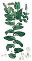 Perfoliate Pondweed - Potamogeton perfoliatus L.