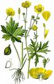 Meadow Buttercup - Ranunculus acris L.