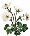 Alpen-Hahnenfuß - Ranunculus alpestris L.
