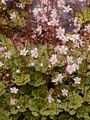 Keilblättriger Steinbrech - Saxifraga cuneifolia L.