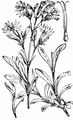Nottingham Catchfly - Silene nutans L.